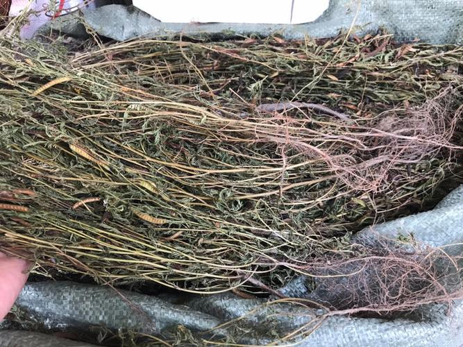 软肝草、铁甲草与益肝草 — 民间保肝中草药的辨识、用途与商贸指南