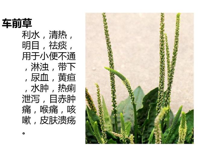 常见中草药图片及功效介绍ppt